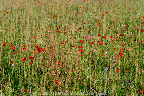 paysage
coquelicots